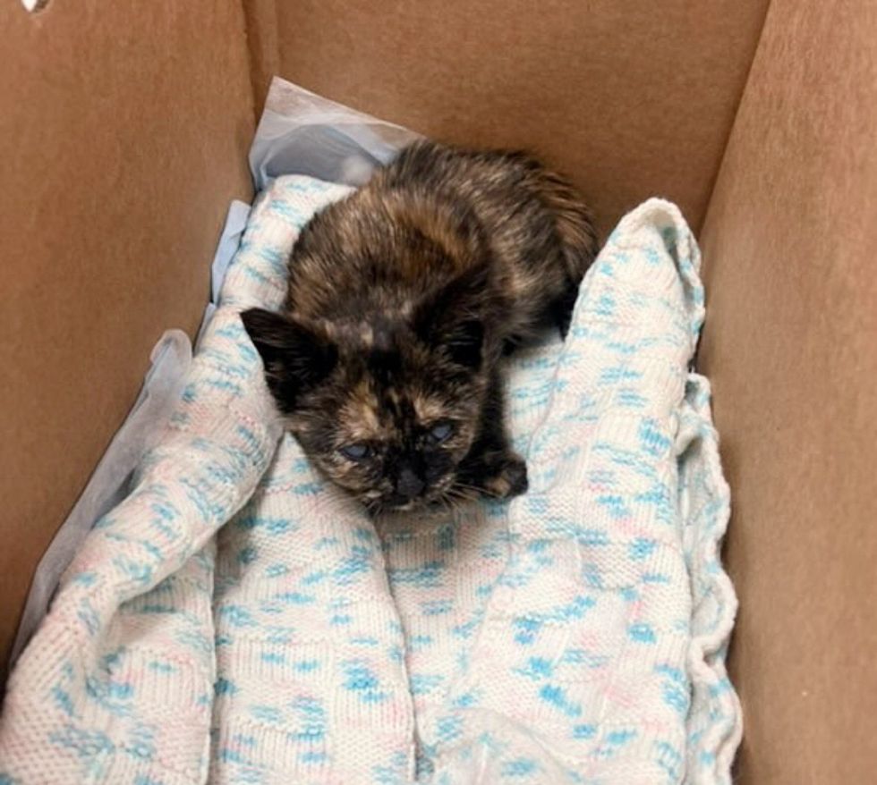 tortie kitten blind