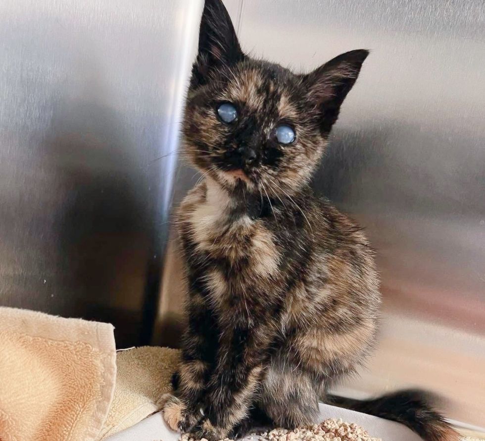 blind tortie kitten