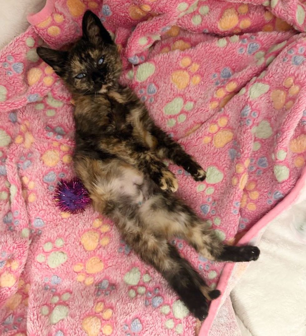 sweet tortie kitten