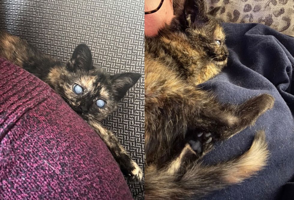 shoulder kitten tortie