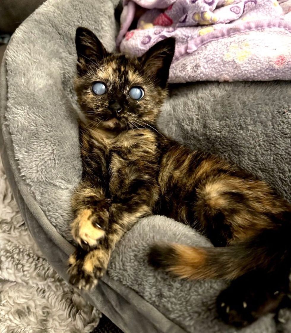 blind tortie kitten lini