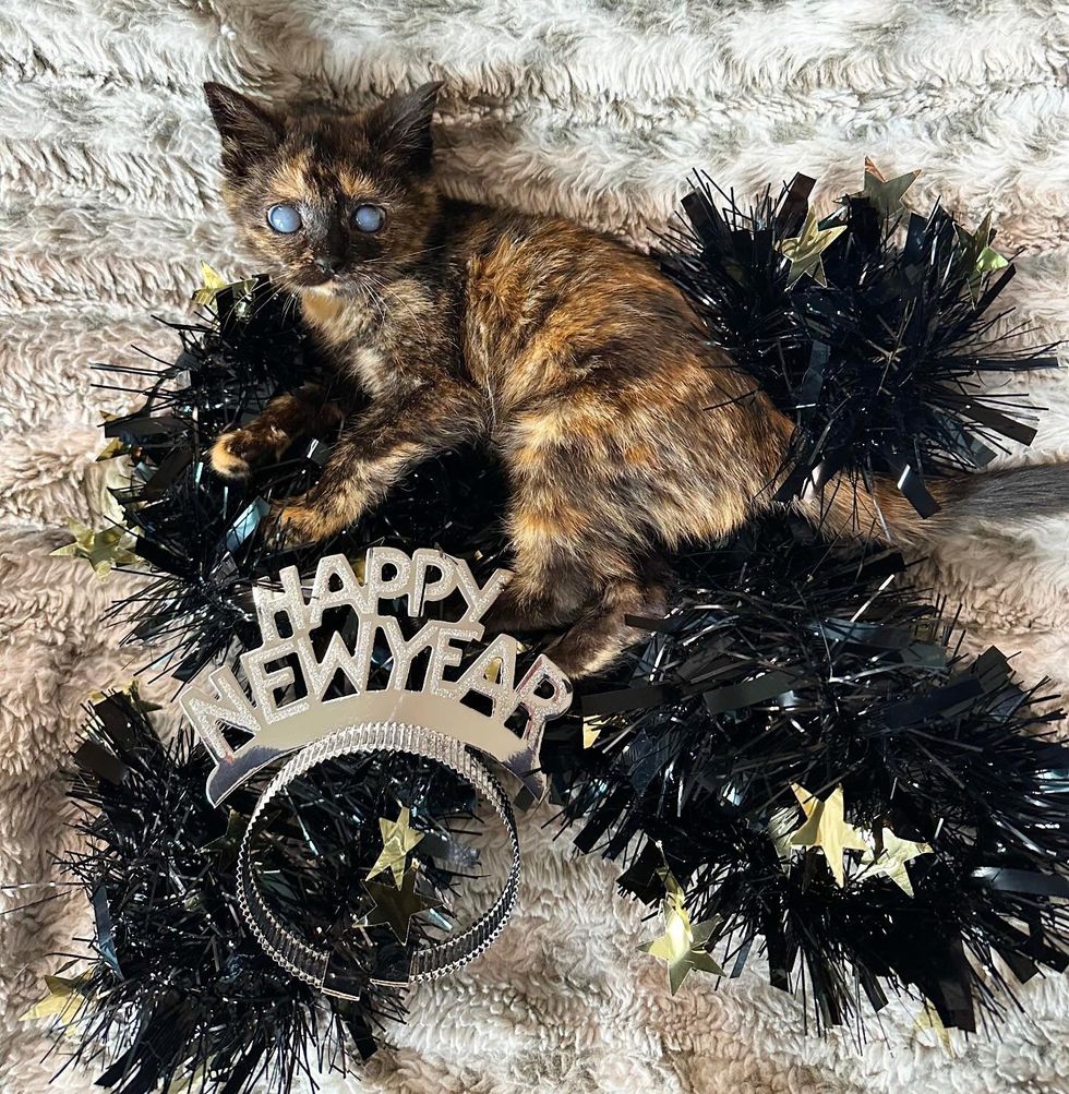 new year tortie kitten