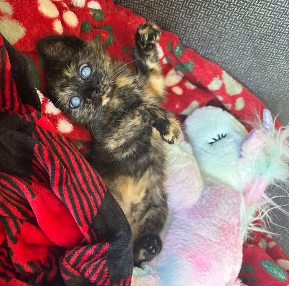 blind tortie kitten