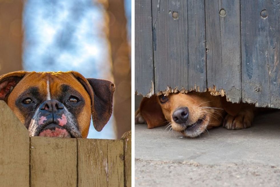 Neighbors surprise their dogs by building tiny door in fence so their dogs could have playdates