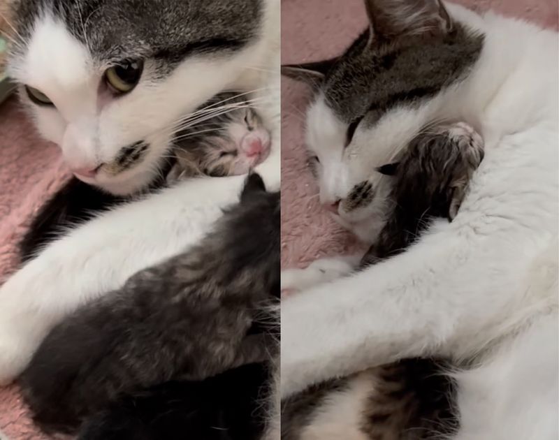 cat hugs kittens