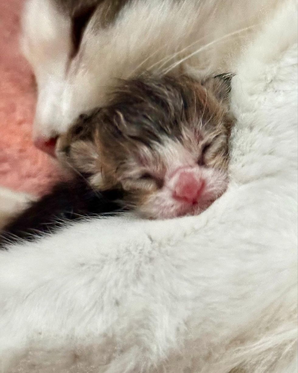 cat newborn kittens