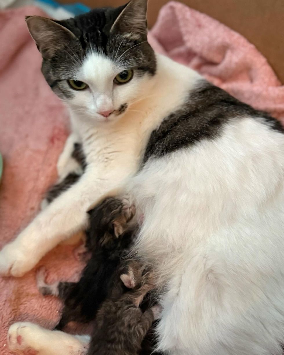 cat nursing kittens