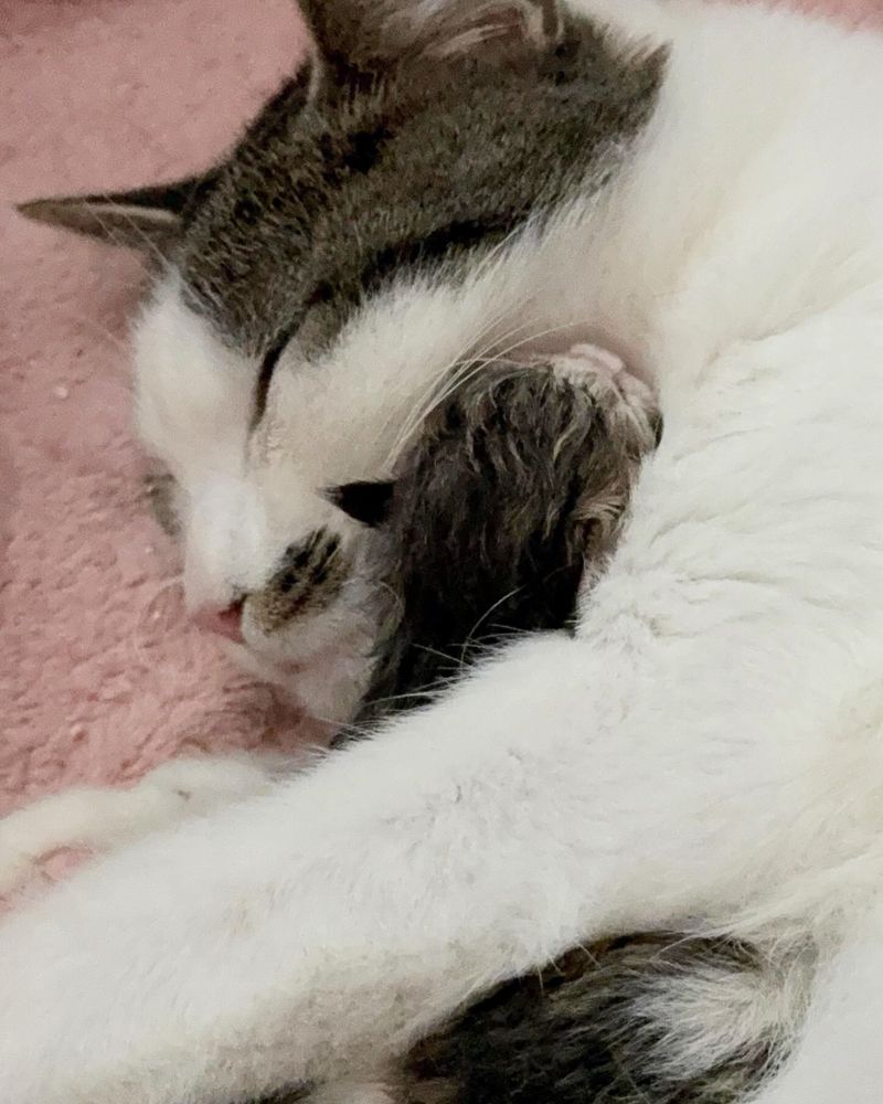 cat hugs newborn kitten