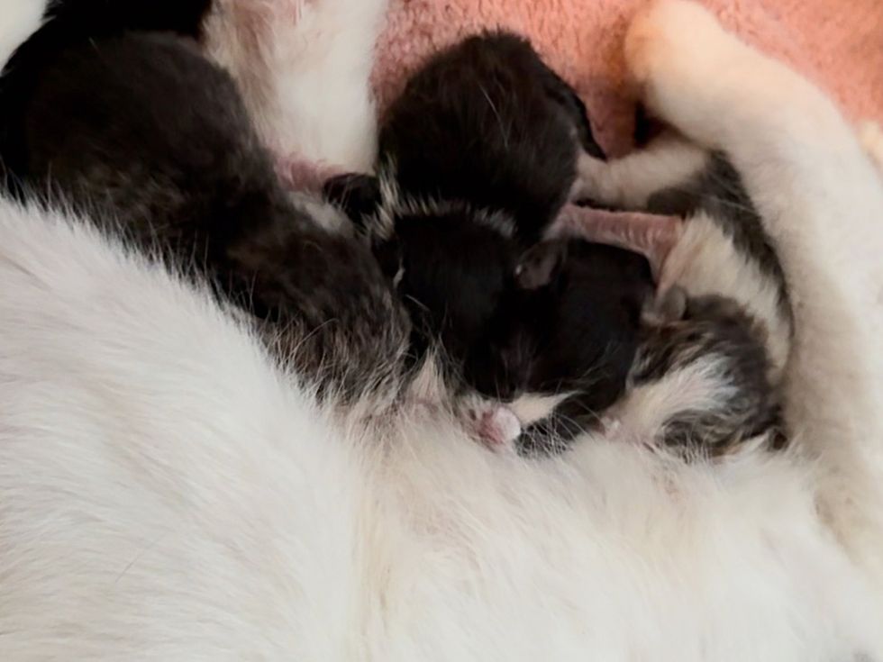 kittens nursing cat