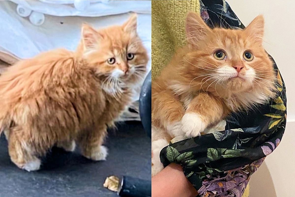 Kitten Shows Up at House with Other Cats, Soon Discovering New Life He Never Knew Existed