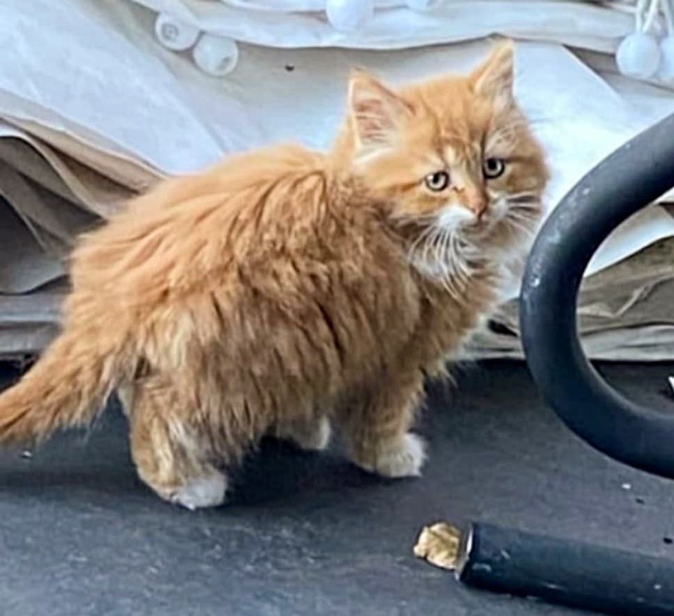 fluffy orange kitten stray