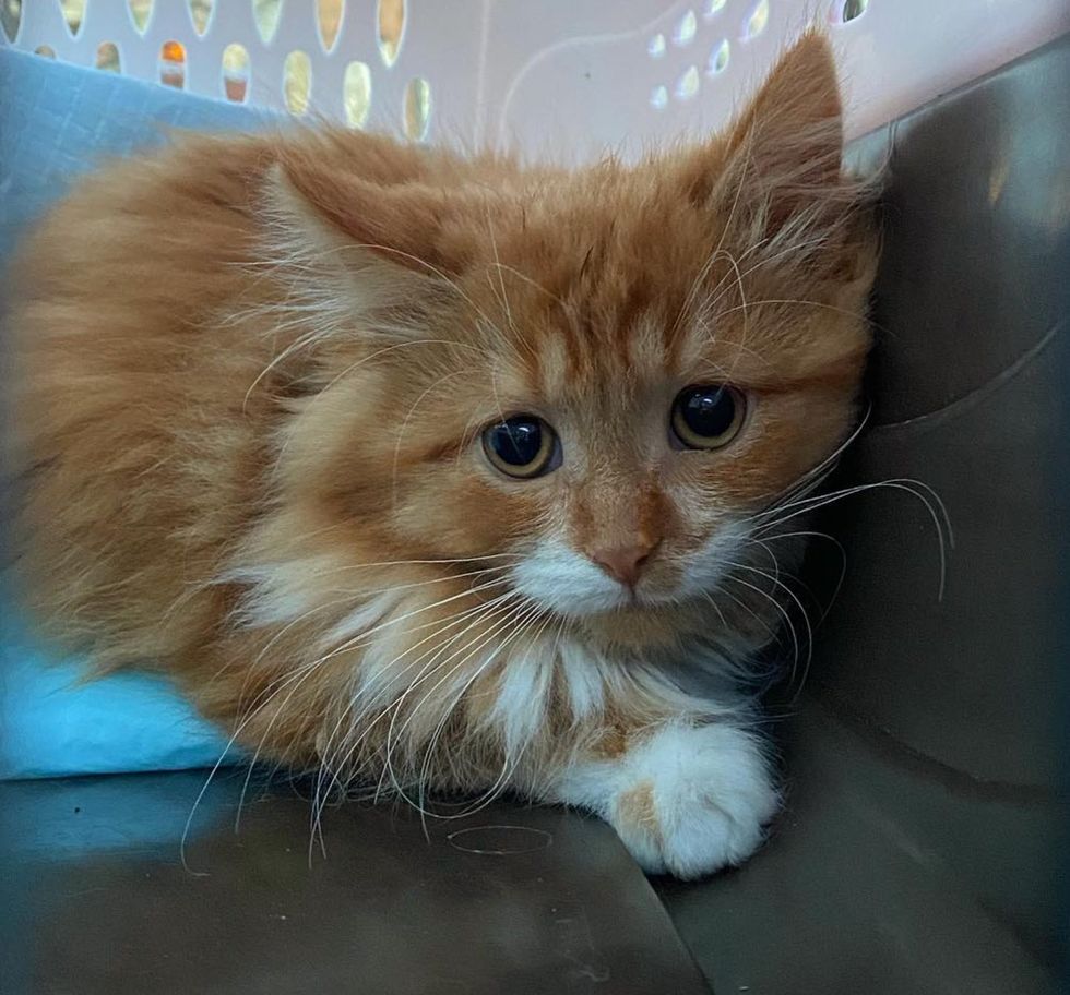 shy orange kitten