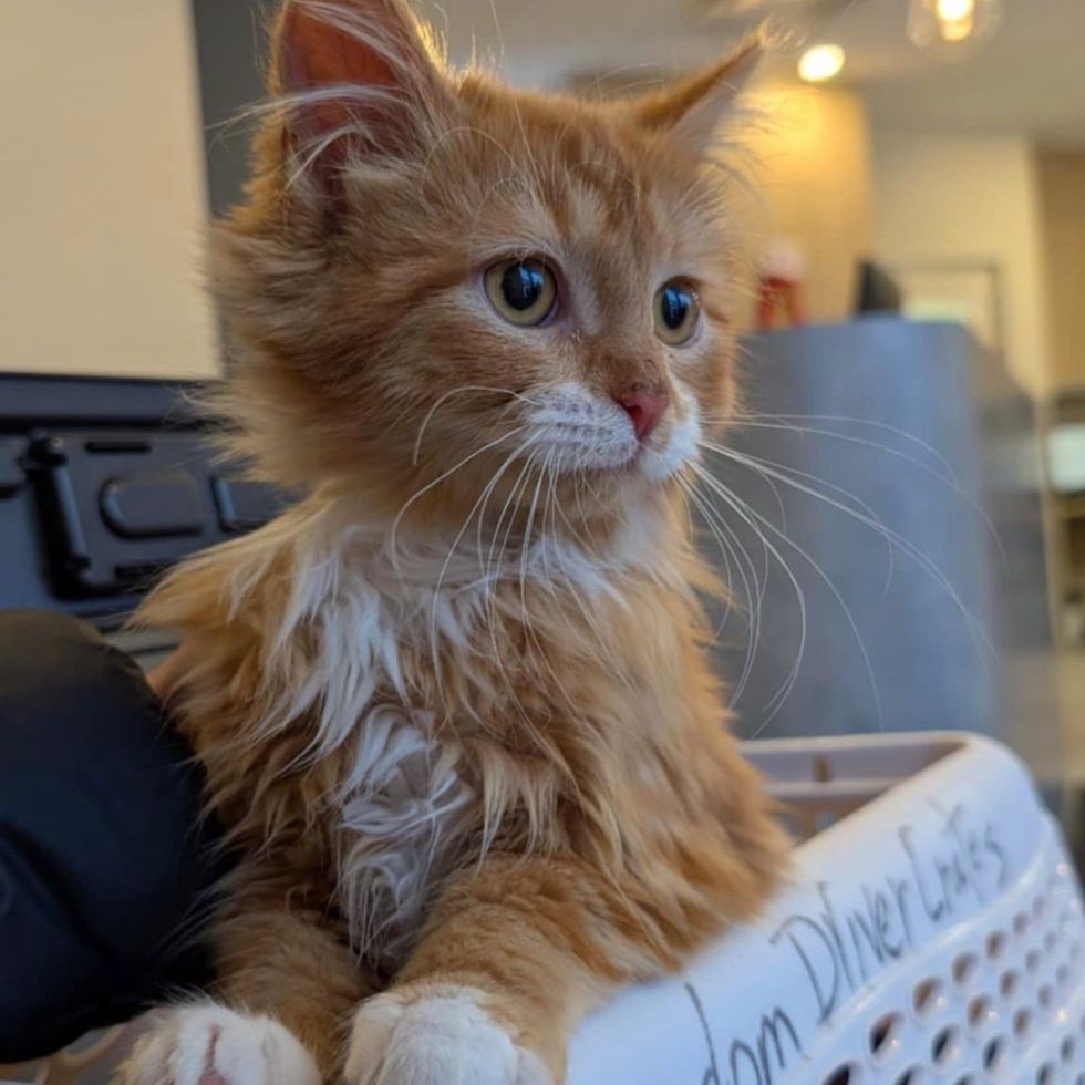 orange kitten curious fluffy