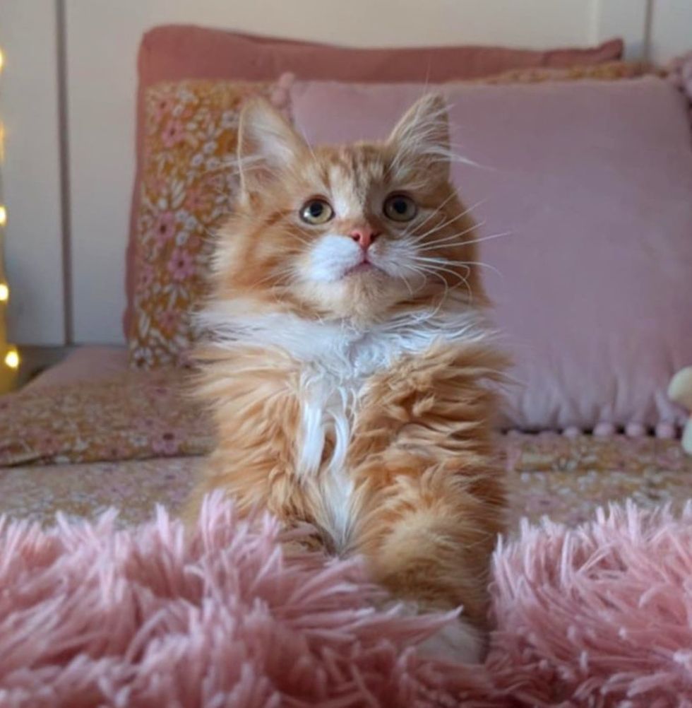 fluffy orange kitten