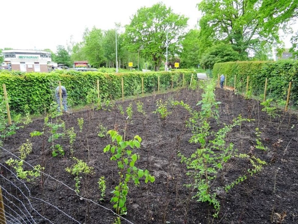 A microforest in Baumpflanzaktion B\u00f6nningstedt