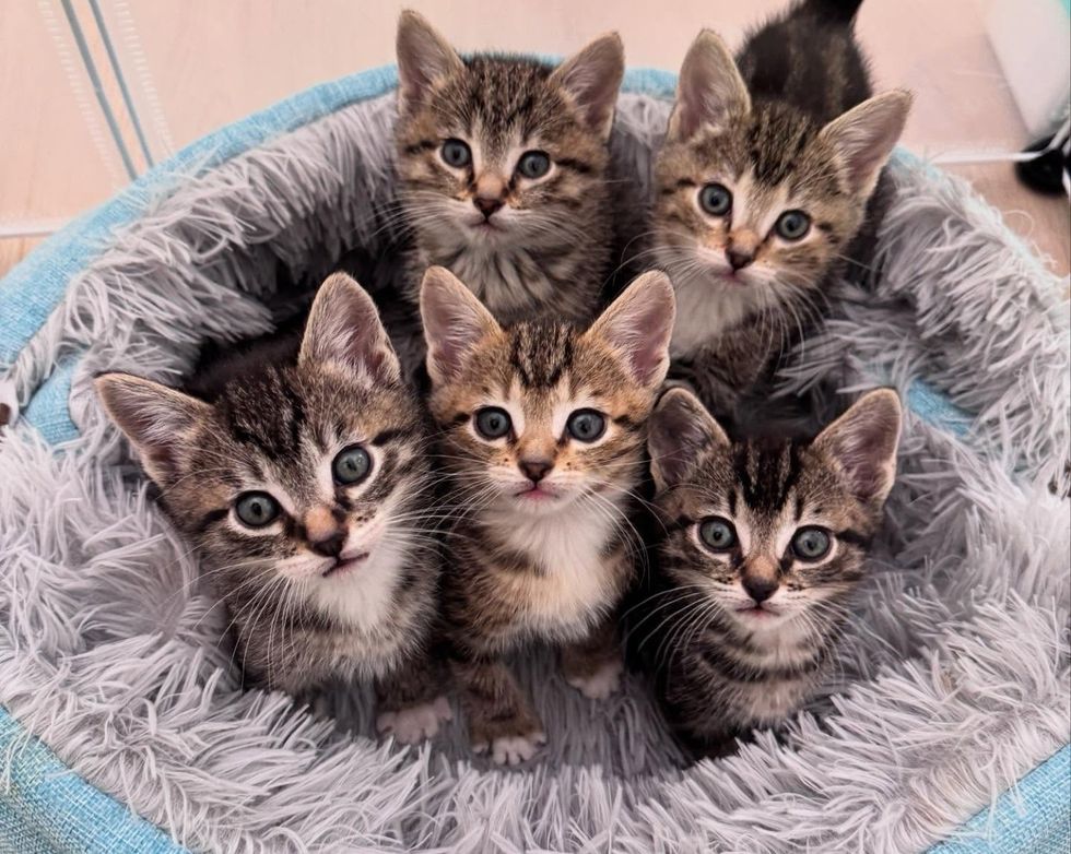 tabby kittens snuggly