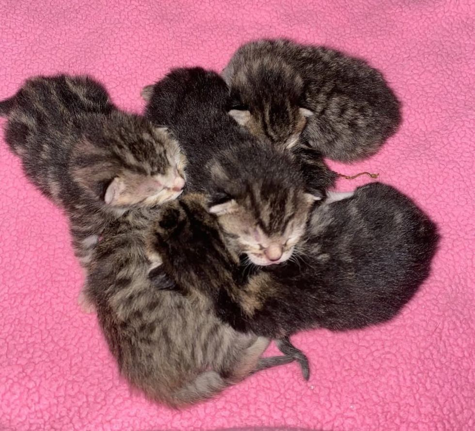 tabby kittens newborns