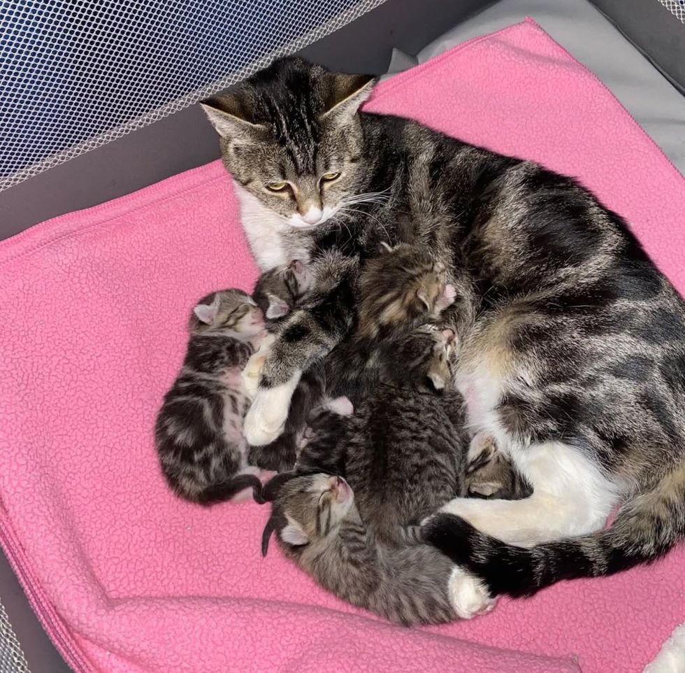 cat nursing tabby kittens