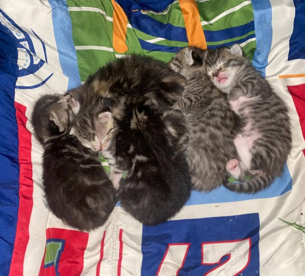 tabby kittens sleeping