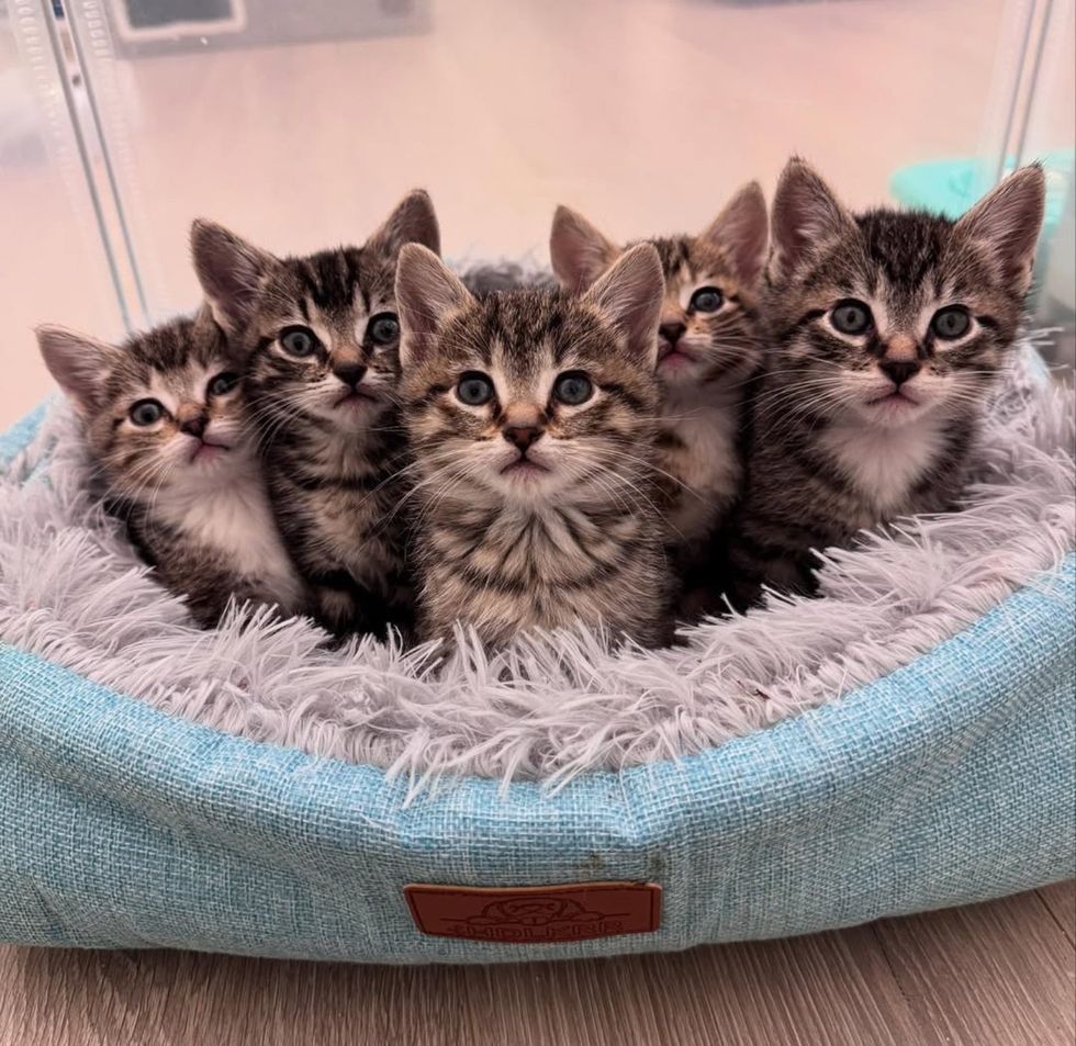 snuggly group tabby kittens