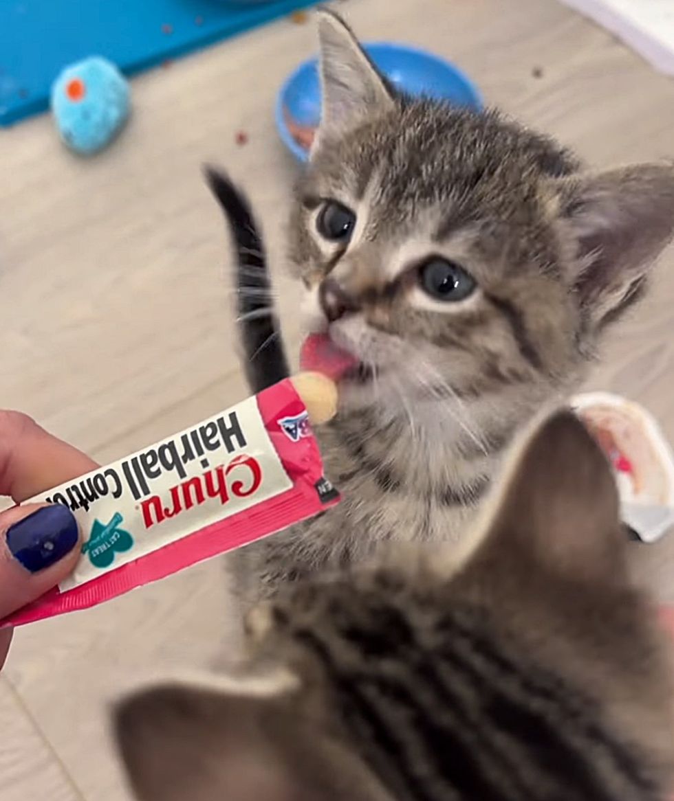 kitten treats happy