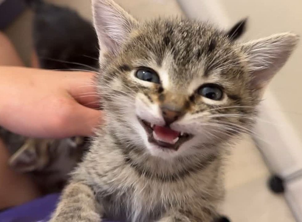 vocal tabby kitten