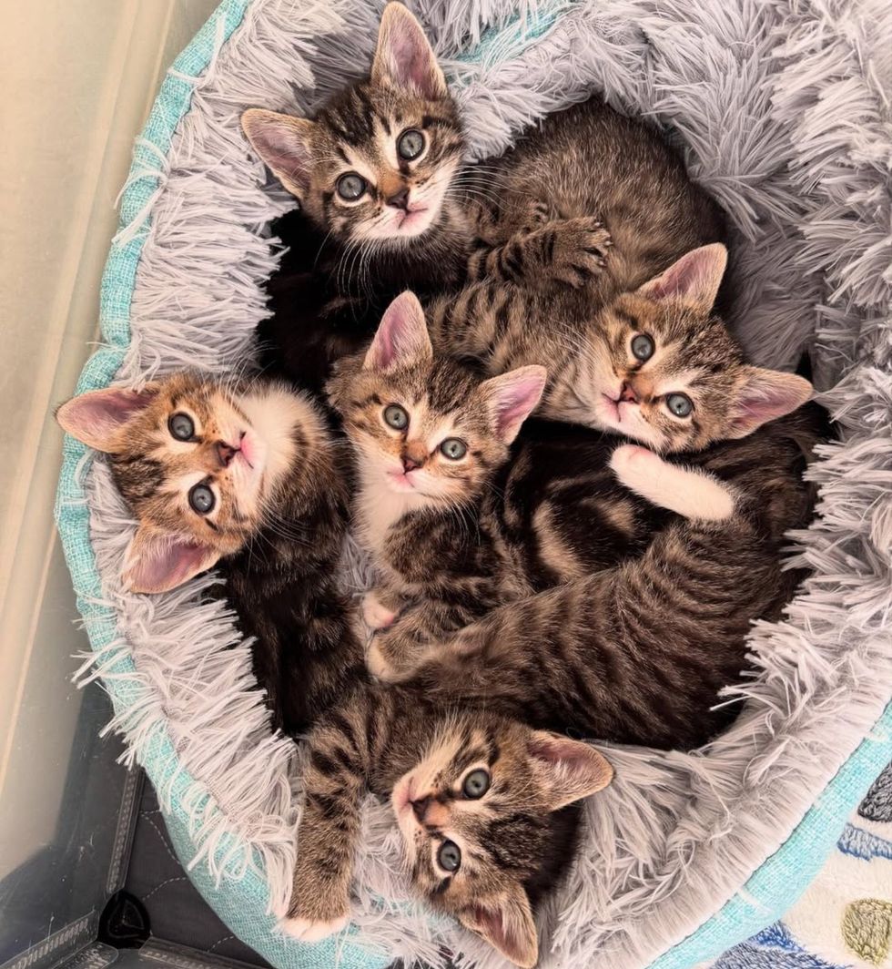 snuggly tabby kittens bed