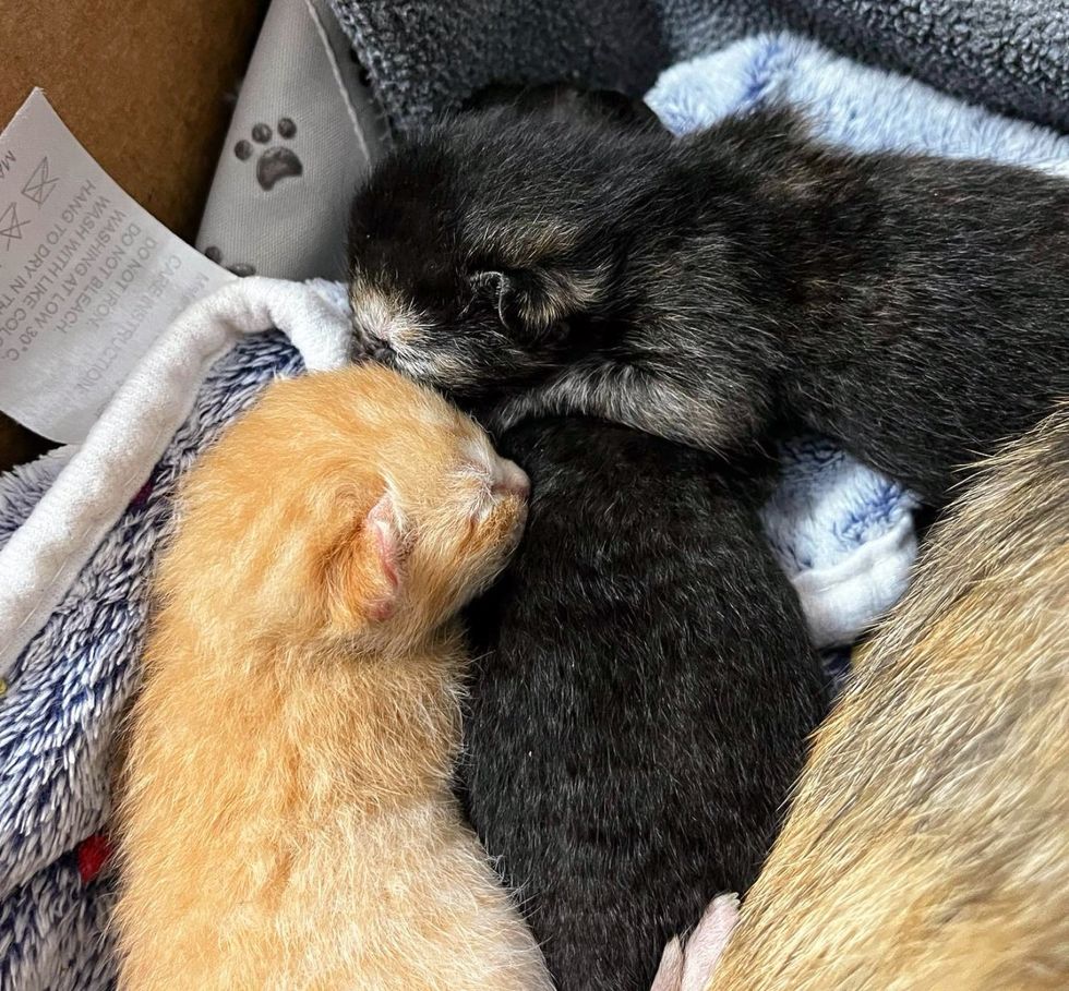 snuggly newborn kittens