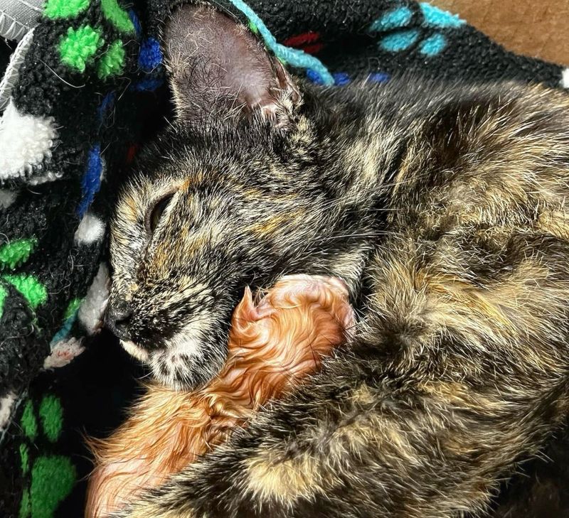 tortie cat ginger newborn kitten