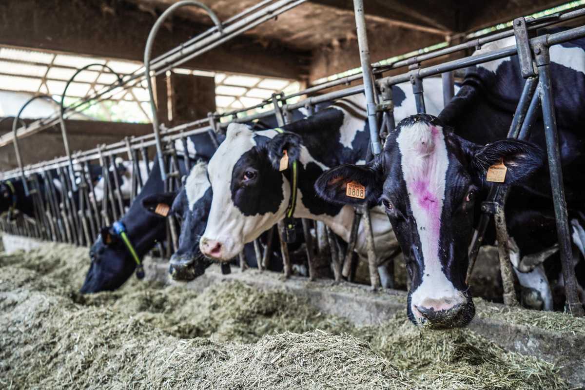 L’ultimo delirio dell’Europa green: scoppia la guerra sui peti di mucca