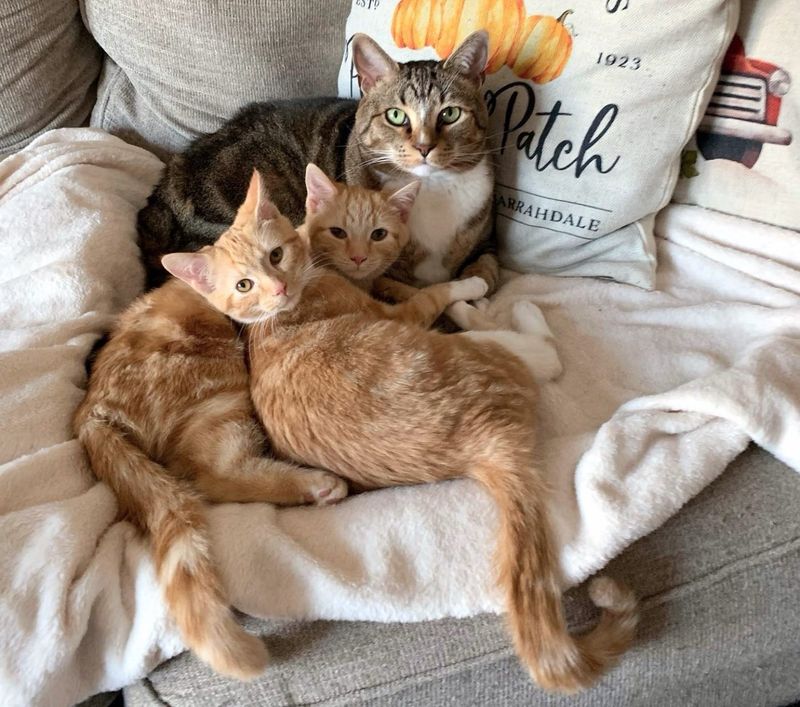 cat snuggles ginger kittens