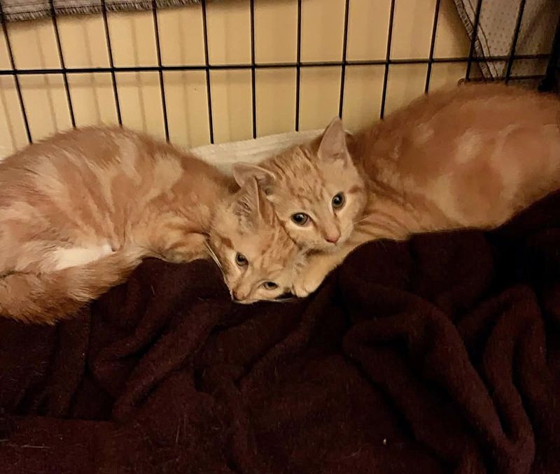 shy ginger kittens