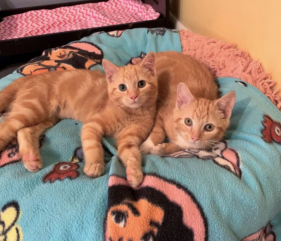 orange tabby kittens