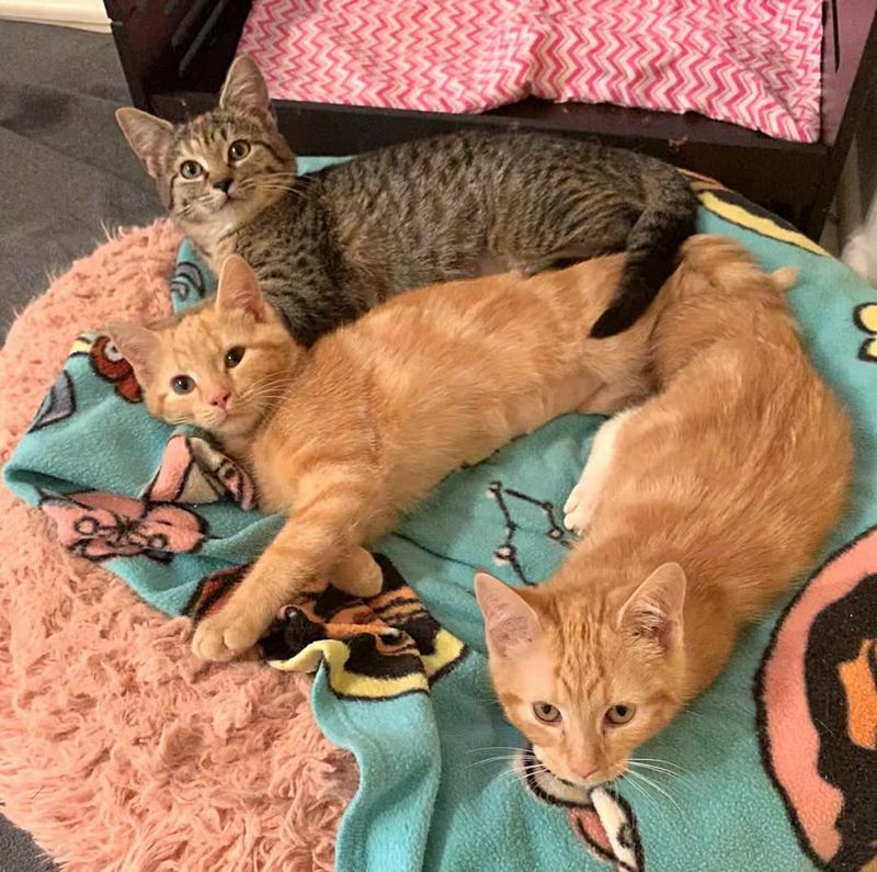 kittens ginger tabby friends