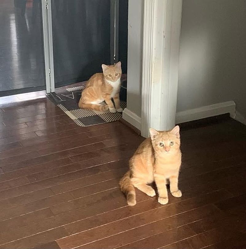 ginger kittens exploring house