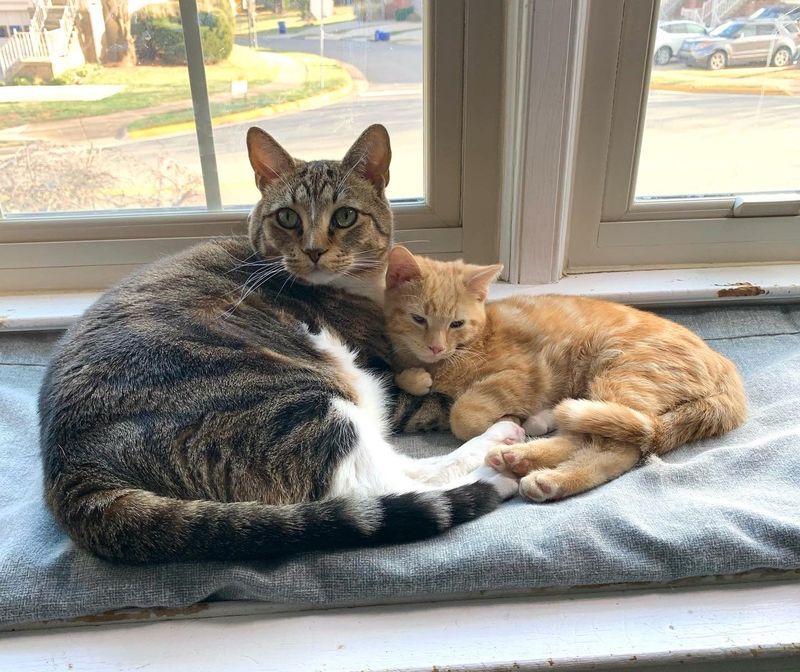 cat cuddles ginger kitten