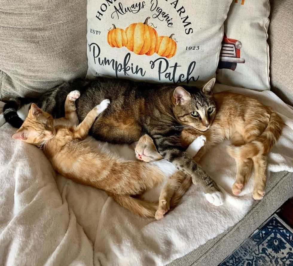 cat cuddles ginger kittens