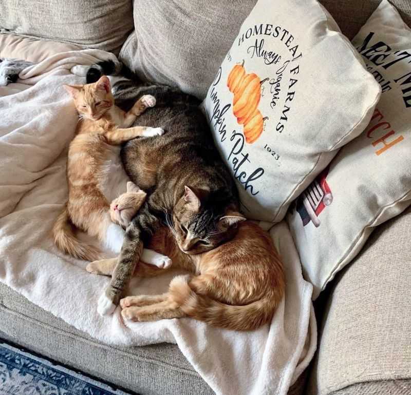 sleeping cat snuggling kittens