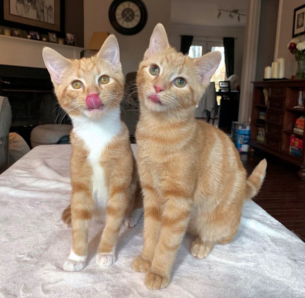 ginger kittens friends