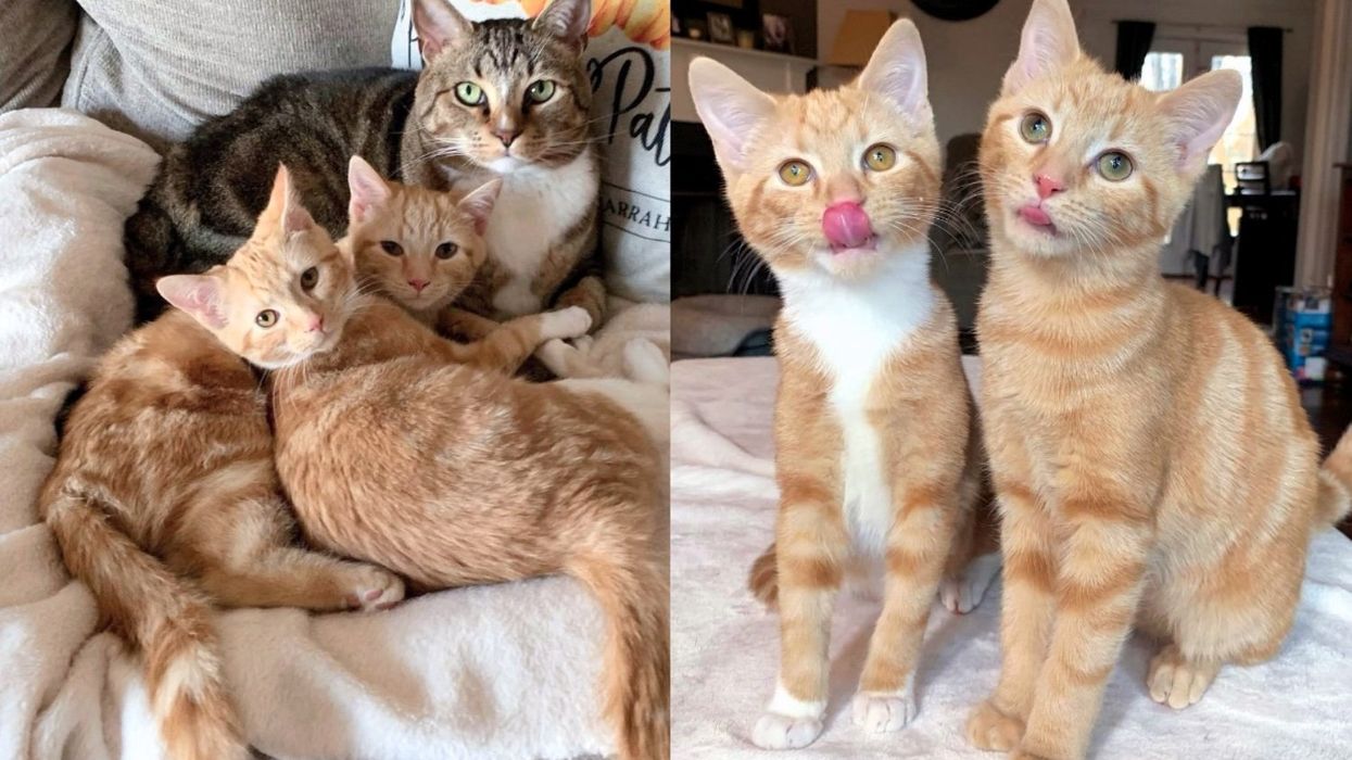 Kittens Living by Train Tracks Find House Cats Who Teach Them How to Trust
