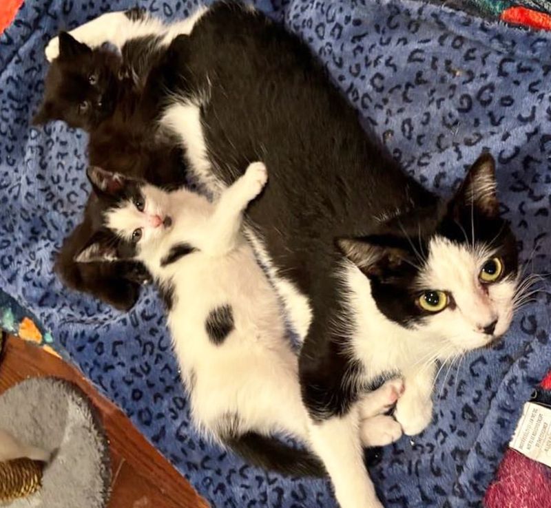 kittens cat mom