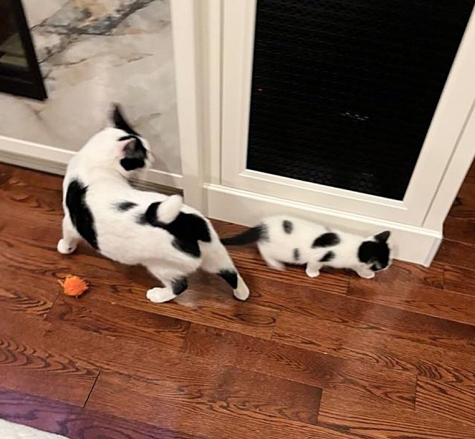 cow cat kitten friends