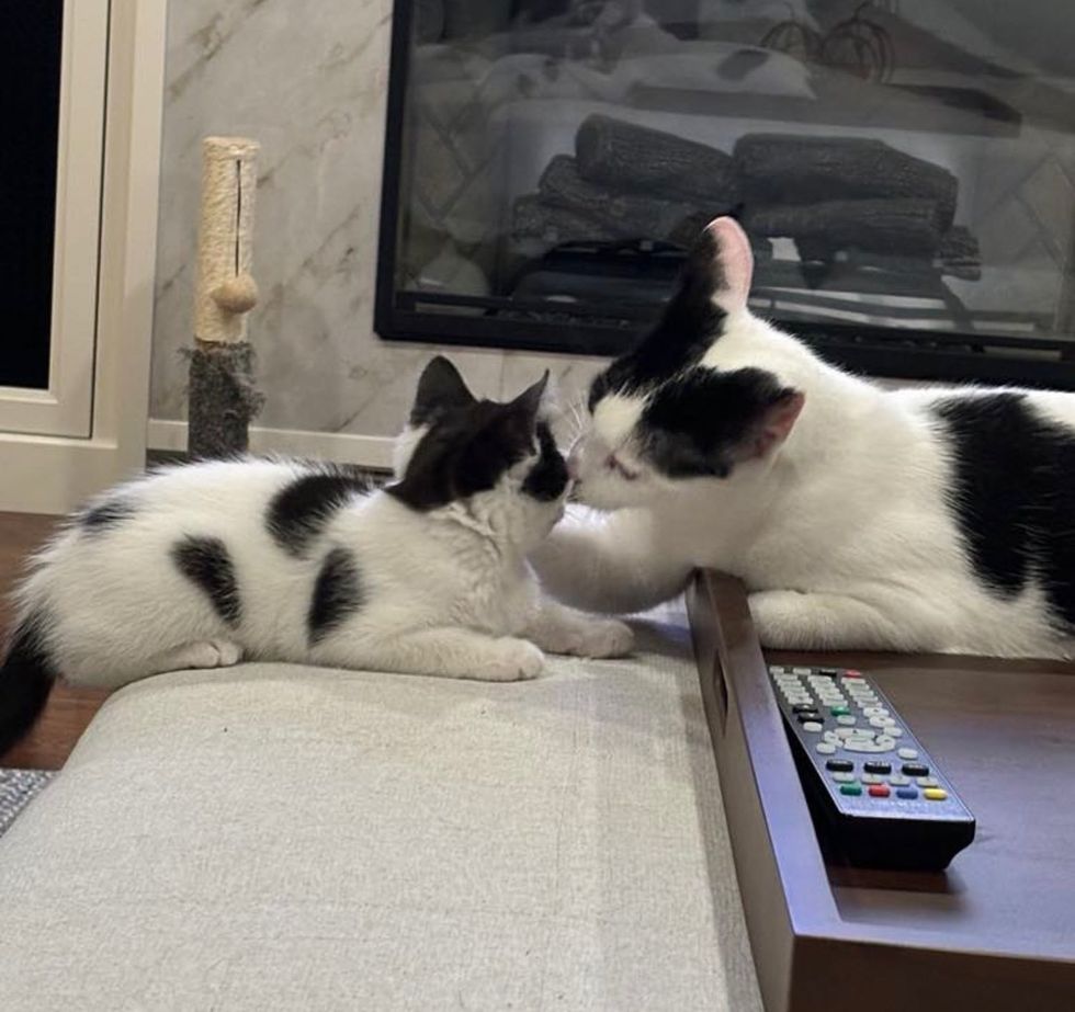 cow cat kitten bonded