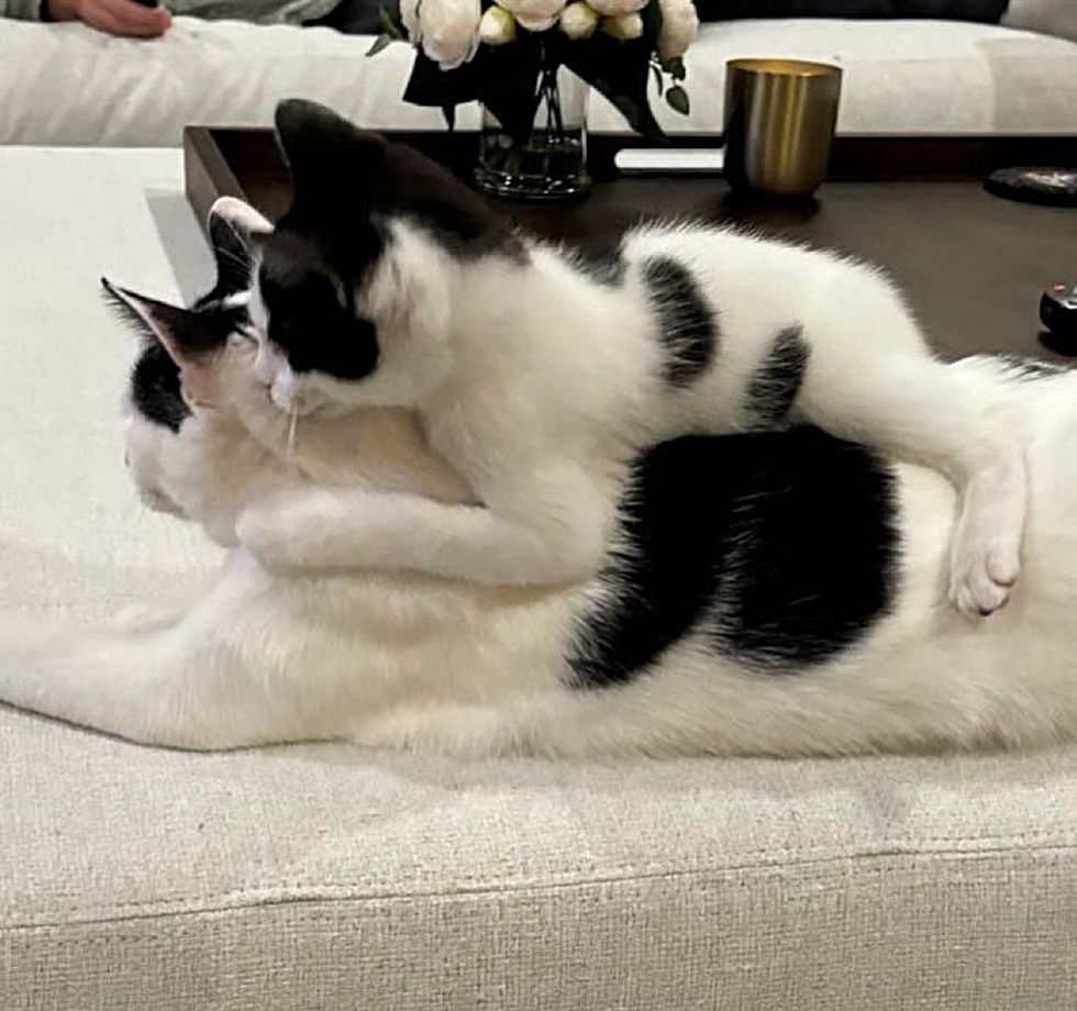 kitten climbs cat cow