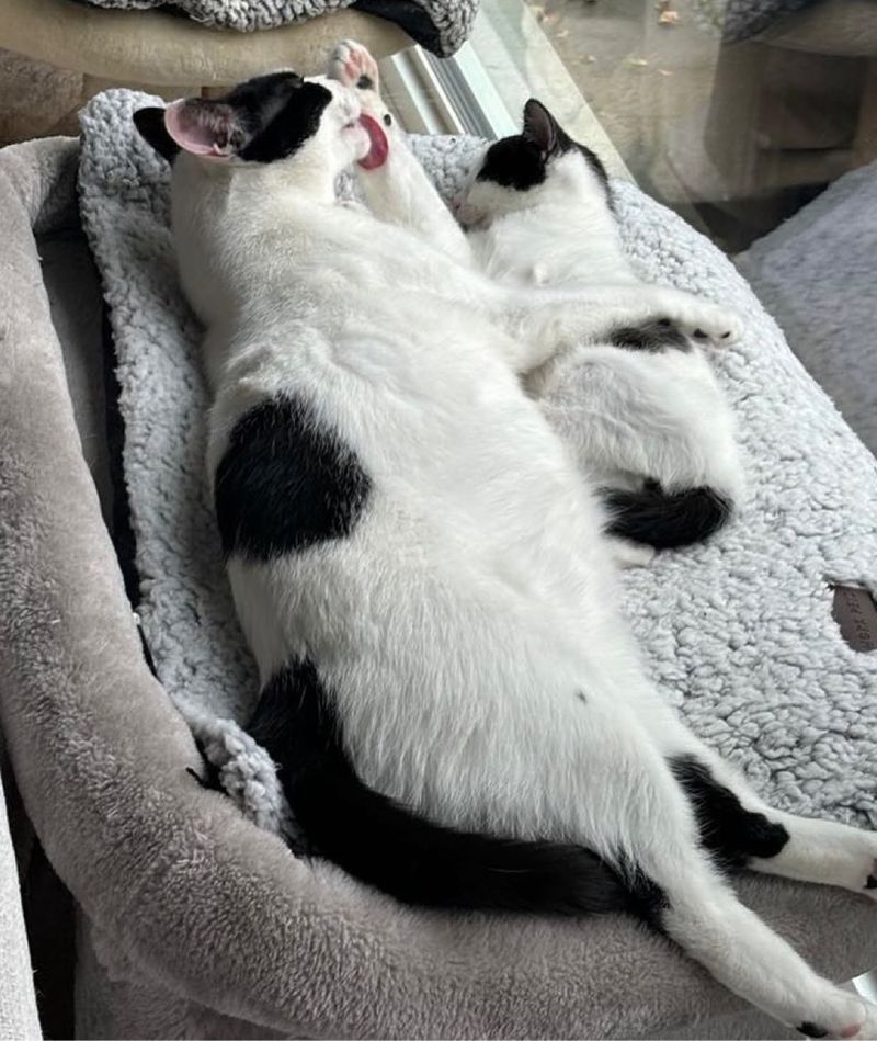 cow cat kittens snuggling