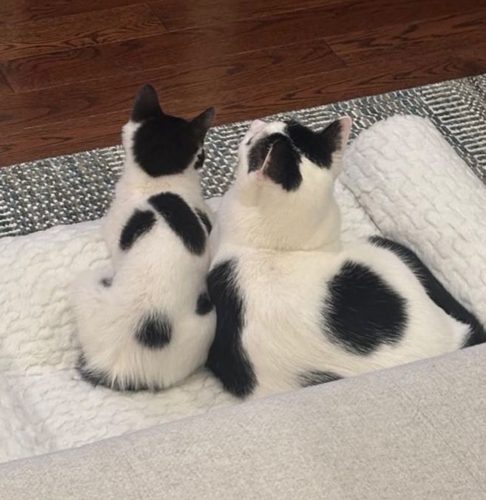 cow kitten cat best friends