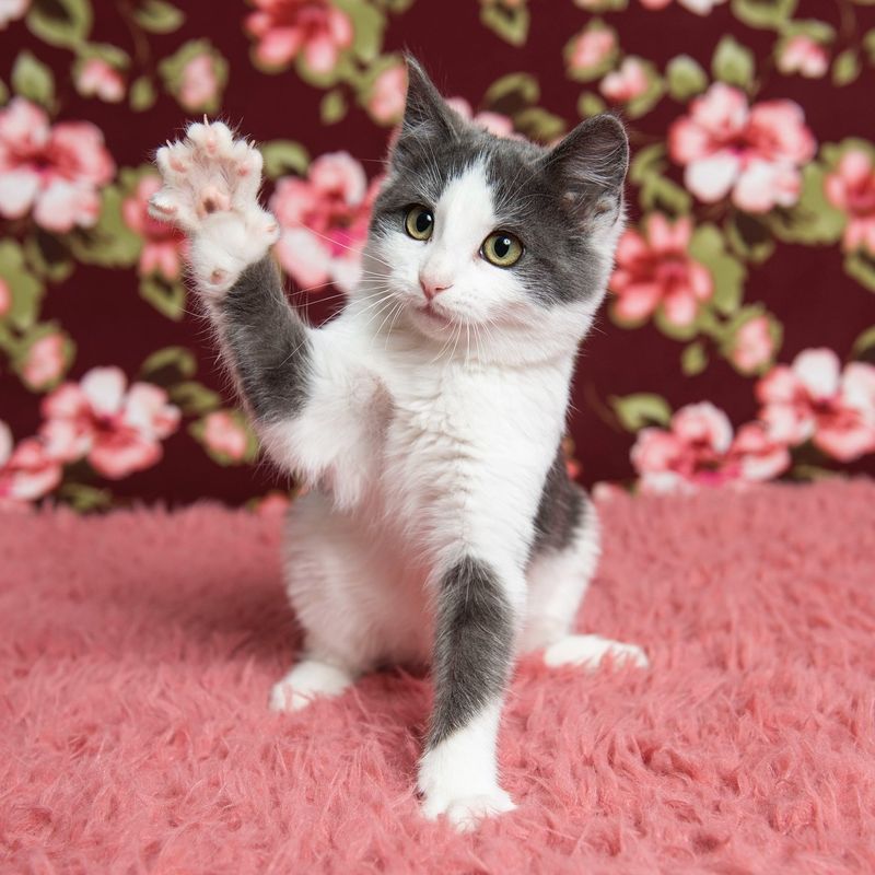 kitten paw up cute