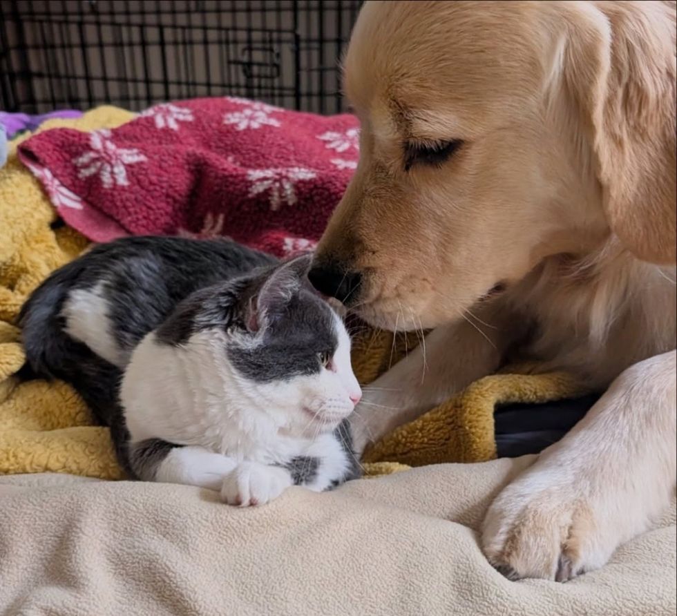 kitten golden retriever dog