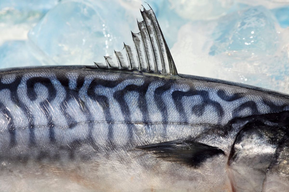 Facile da pescare e non inquinato. Perché lo sgombro è amato da tutti