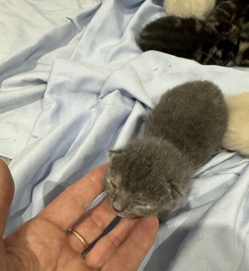 newborn gray kitten